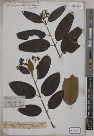 Image result for Harungana montana