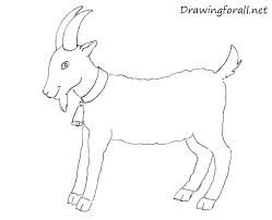 How To Draw A Goat For Beginners