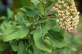 Image result for Pluchea