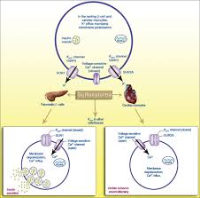 Gliclazide (moa, therapeutic use, side effects, cautions, drug interactions, pharmacokinetics ). Place Of Sulfonylureas In The Management Of Type 2 Diabetes Mellitus In South Asia A Consensus Statement Kalra S Aamir A H Raza A Das A K Azad Khan A K Shrestha