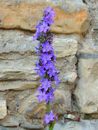 Image result for Aristea