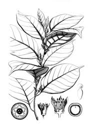 Image result for Coula edulis