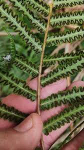 Image result for Cyclosorus striatus