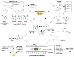 Maybe you would like to learn more about one of these? Basement Membranes And Autoimmune Diseases Abstract Europe Pmc