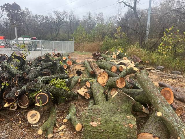 Tree Service Resupplied Just In Time : r/firewood
