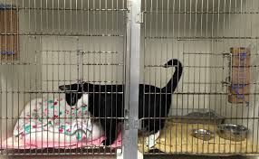 National adoptable and lost & found database. Take Two For Almost Home Animal Shelter In Pennsauken