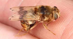 Horse Bot Fly Gasterophilus Intestinalis Degeer