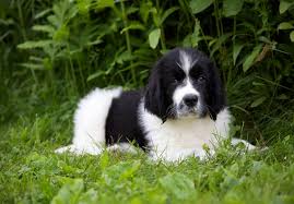This super cute and friendly newfoundland puppies are raised with love, care and read to meet their forever families! Newfoundland Dog Puppy