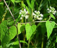 Image result for Cynanchum ellipticum