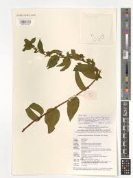 Image result for Commiphora fulvotomentosa