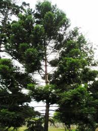 Image result for Araucaria cunninghamii