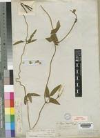 Image result for Vigna racemosa