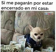 Si Me Pagaran Por Estar Encerrado En Mi Casa Memes De Animales Divertidos Memes Divertidos Memes De Perros Chistosos