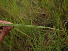 Image result for Scleria distans