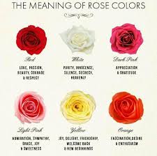 Deity Films Thinking Of What Rose Color To Give Her Facebook