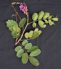 Image result for Lonchocarpus sericeus