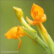 Image result for Platycoryne pervillei