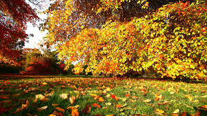 Wir zeigen dir hier, was im herbst alles in deinem garten zutun ist. Den Garten Winterfest Machen Jetzt Im Herbst Geht S Los Bosch Diy