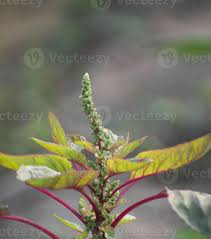 Image result for Amaranthus spinosus