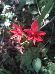 Image result for Freesia grandiflora