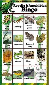 Frog Bingo Games Reptile And Amphibian Bingo Game Reptiles Reptiles And Amphibians Amphibians