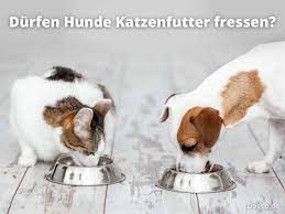 Katzenfutter Fur Hunde Schadlich Durfen Hunde Es Fressen