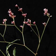 Image result for Persicaria strigosa