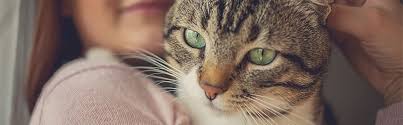 Cats are trainable with time and patience. Strengthening Your Bond With Your Cat John Lewis Finance