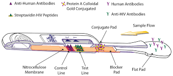 Human Anti Hiv Igm Detection By The Oraquick Advance Rapid