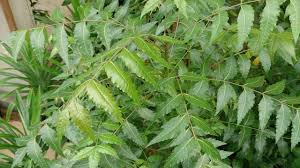 Image result for Azadirachta indica