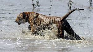 Una sirena y la cara de un tigre. Los Hombres Que Sobrevivieron Enfrentamientos Con Tigres Salvajes Bbc News Mundo