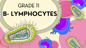 Image result for B-Lymphocyte