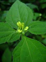 Image result for Sclerocarpus africanus