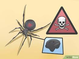 How To Get Rid Of Black Widow Spiders With Pictures Wikihow
