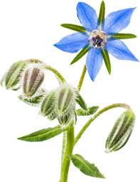 Image result for Borago officinalis