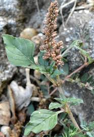 Image result for Amaranthus deflexus