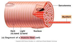 Skeletal Muscle Physiology