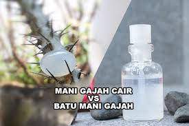 Untuk daya magis yang terkandung didalamnya harus khasiat batu mani gajah dan bentuknya. Mani Gajah Cair Dengan Batu Mani Gajah Lebih Bagus Yang Mana