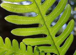 Image result for Pteris commutata