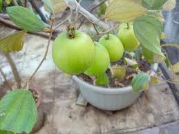 How To Grow Jujube Fruit Or Apple Ber Tree Easily In Container On Terrace Youtube Jujube Fruit Fruit Apple