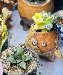 Image result for Streptocarpus arcuatus