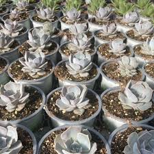 Image result for Nemesia lilacina