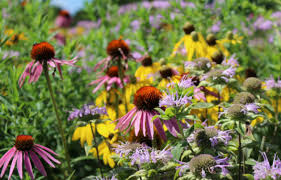 Wildflower meadows are making a come back and for good reason. Establishing A Wildflower Meadow From Seed Unh Extension