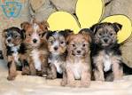 Morkie Puppies for Sale in PA | Morkie Puppy Adoptions