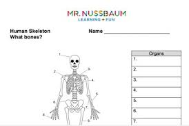 Luckily though you can now download a free body diagram template and use it as a visual aid in the classroom. Mr Nussbaum Human Skeleton Interactive Quiz