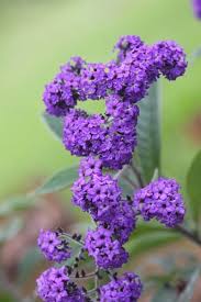 Image result for Heliotropium lineare