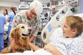 New program funds pet therapy for children with cancer | dvm360