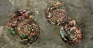 Watch ammonite (2020) online full movie free. Fantastic Fossils Natural History Museum