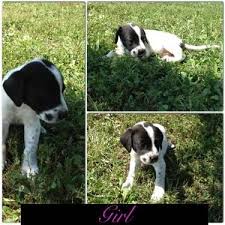 Favorite this post mar 4. German Shorthair X English Pointer Puppies For Sale In Osage City Kansas Classified Americanlisted Com