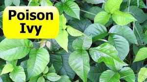3 continue to cut back growth every two weeks during the. How To Kill Poison Ivy Vine On A Tree Live Life Diy Youtube